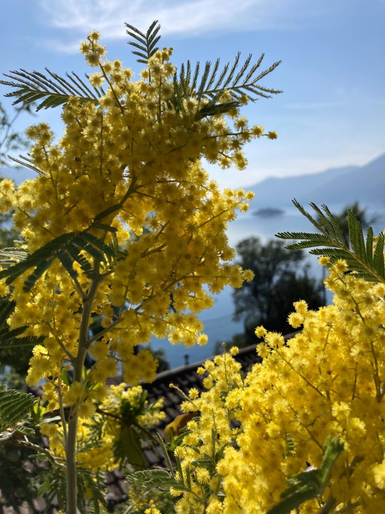 Bnb122 Bed&Breakfast Ascona Luaran gambar